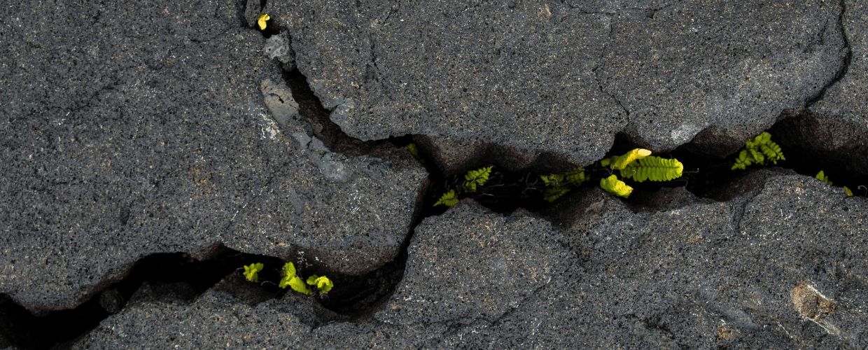 pęknięta ziemia z kwiatkiem