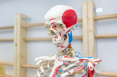 Nowoczesne pracownie i laboratoria | Uniwersytet WSB Merito w Gdańsku: Detal z sali z fizjoterapii przedstawiający szkielet