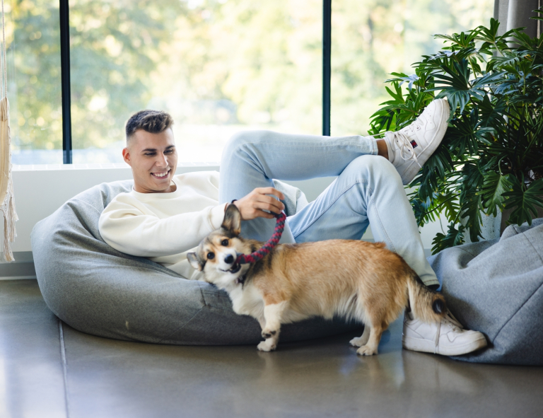 Jesteśmy partnerem projektu „Stypendium Marzeń” | Aktualności | Uniwersytet WSB Merito w Gdańsku: Chłopak leży na puffie i bawi się szarpakiem ze szczeniakiem rasy corgi