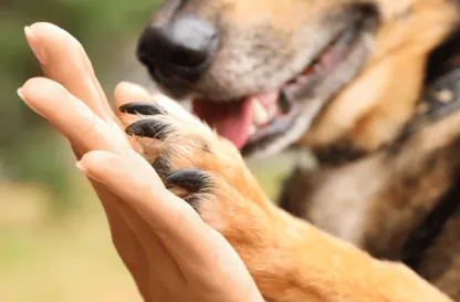 Aktualności | Uniwersytet WSB Merito Łódź: Samorząd Studencki Uniwersytetu WSB Merito Łódź wspiera schronisko Medor