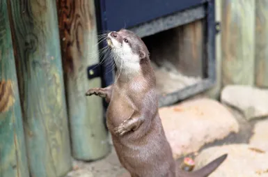 Zostaliśmy opiekunami wyderek orientalnych w ZOO Opole! | Uniwersytet WSB Merito Opole: Wyderki