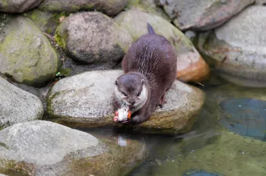 Zostaliśmy opiekunami wyderek orientalnych w ZOO Opole! | Uniwersytet WSB Merito Opole: wy