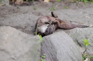 Zostaliśmy opiekunami wyderek orientalnych w ZOO Opole! | Uniwersytet WSB Merito Opole: Wyderki