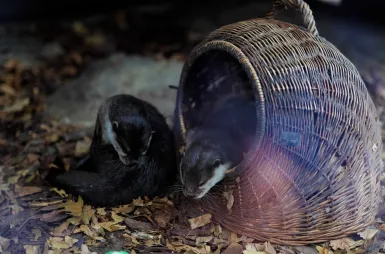 Zostaliśmy opiekunami wyderek orientalnych w ZOO Opole! | Uniwersytet WSB Merito Opole: Wyderki