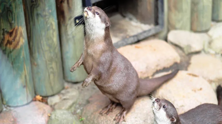 Zostaliśmy opiekunami wyderek orientalnych w ZOO Opole! | Aktualności | Uniwersytet WSB Merito Opole: Wyderki