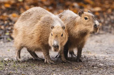 Opiekujemy się kapibarami w ZOO Wrocław! | Aktualności | Uniwersytet WSB Merito we Wrocławiu: Kapibary objęte opieką