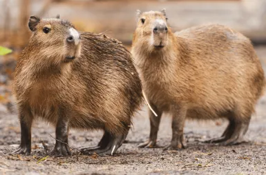 Opiekujemy się kapibarami w ZOO Wrocław! | Aktualności | Uniwersytet WSB Merito we Wrocławiu: Kapibary objęte opieką
