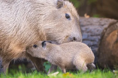 Opiekujemy się kapibarami w ZOO Wrocław! | Aktualności | Uniwersytet WSB Merito we Wrocławiu: Kapibary objęte opieką