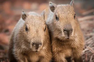 Opiekujemy się kapibarami w ZOO Wrocław! | Aktualności | Uniwersytet WSB Merito we Wrocławiu: Kapibary objęte opieką