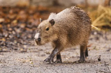 Opiekujemy się kapibarami w ZOO Wrocław! | Aktualności | Uniwersytet WSB Merito we Wrocławiu: Kapibary objęte opieką