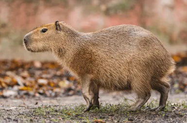 Opiekujemy się kapibarami w ZOO Wrocław! | Aktualności | Uniwersytet WSB Merito we Wrocławiu: Kapibary objęte opieką