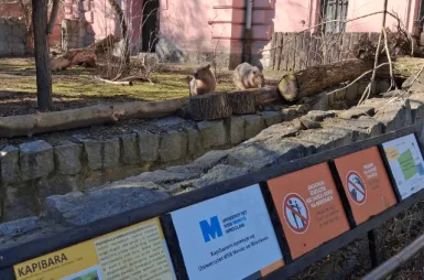 Opiekujemy się kapibarami w ZOO Wrocław! | Aktualności | Uniwersytet WSB Merito we Wrocławiu: Odwiedziny u kapibar