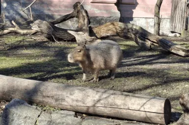 Opiekujemy się kapibarami w ZOO Wrocław! | Aktualności | Uniwersytet WSB Merito we Wrocławiu: Odwiedziny u kapibar