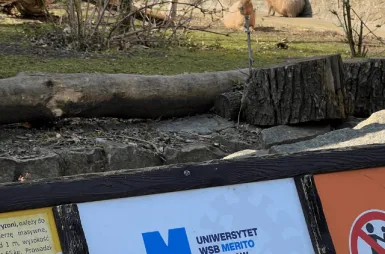 Opiekujemy się kapibarami w ZOO Wrocław! | Aktualności | Uniwersytet WSB Merito we Wrocławiu: Odwiedziny u kapibar