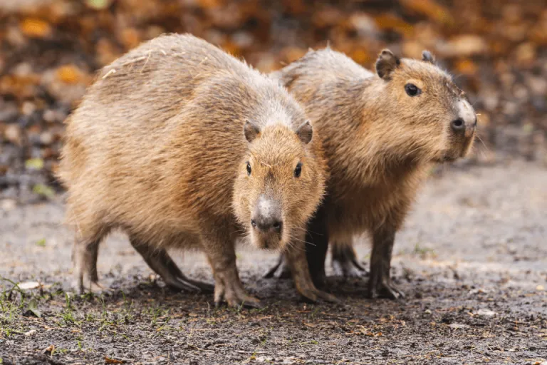 Opiekujemy się kapibarami w ZOO Wrocław! | Aktualności | Uniwersytet WSB Merito we Wrocławiu: Kapibary pod opieką uczelni
